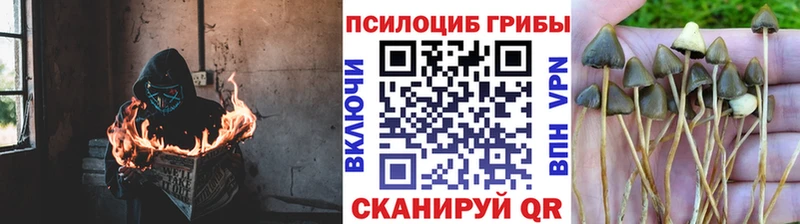 Купить где  Сосенский  Галлюциногенные грибы Magic Shrooms 